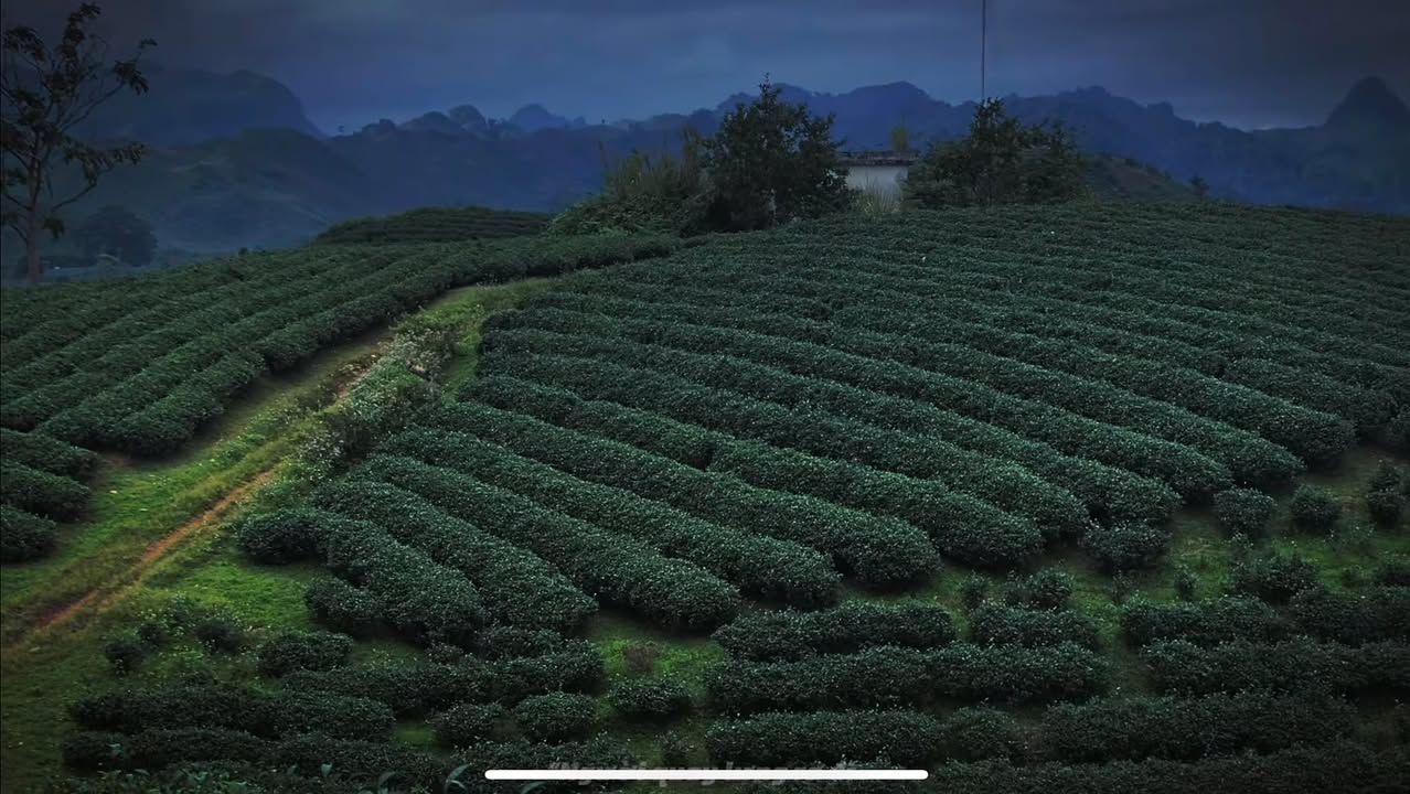 Đất Vườn Sơn La 1100m² - Giấc Mơ Xanh Giữa Lòng Bản Hoa