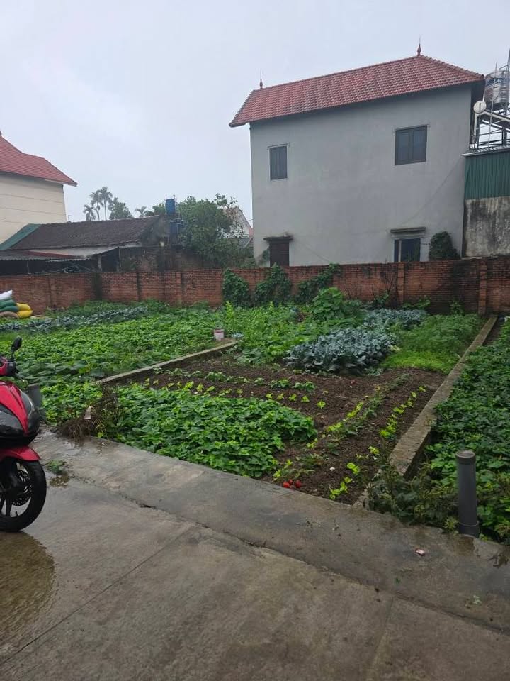 Đất nền Song Liễu Thuận Thành 80m² giá 3 tỷ - Sổ đỏ chính chủ!