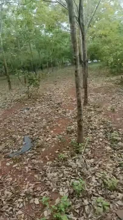 Đất nền Đọi Sơn, Kim Bảng 2.3ha giá 1.6 tỷ - Sổ đỏ chính chủ!