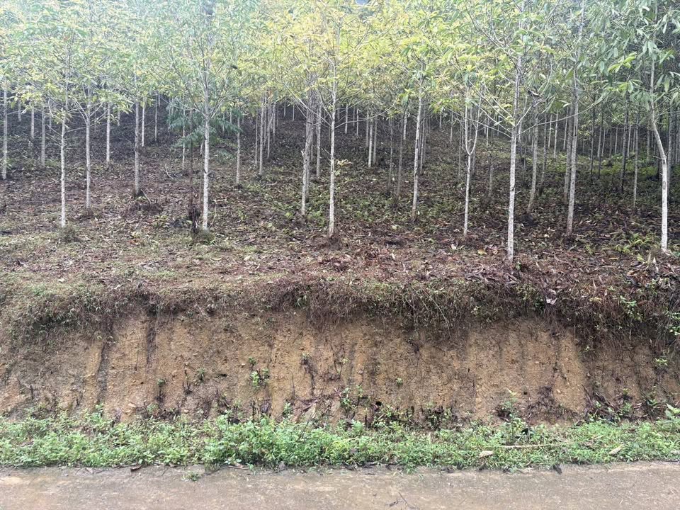 Bán gấp 3.1ha đất rừng sản xuất Bắc Kạn - Cây 3 năm tuổi, giá chỉ 4xx triệu