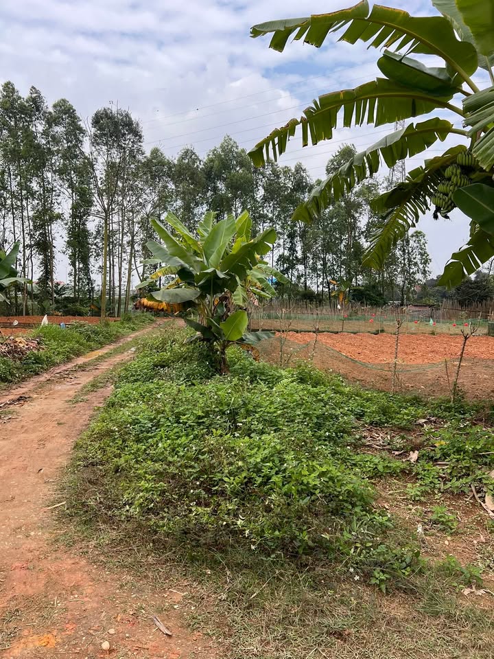 Đất nền Việt Trì 106m² – Tiềm năng tăng giá vượt trội!