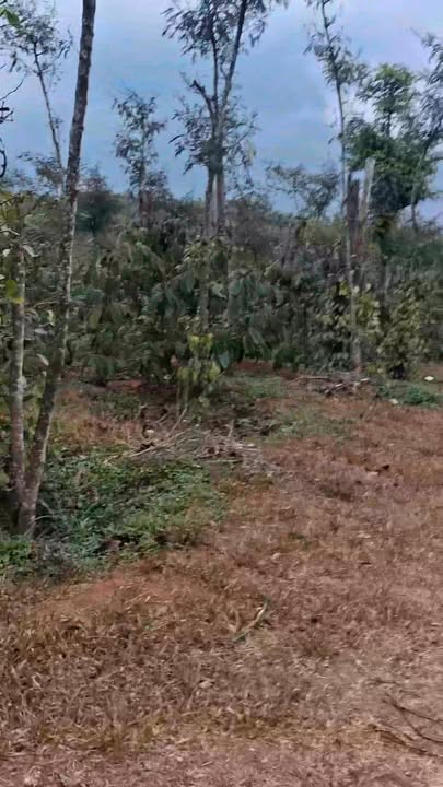 Bán Đất Tuy Đức 2412m² - Mặt Tiền Đường Bê Tông 40m - Giá 1.7 Tỷ