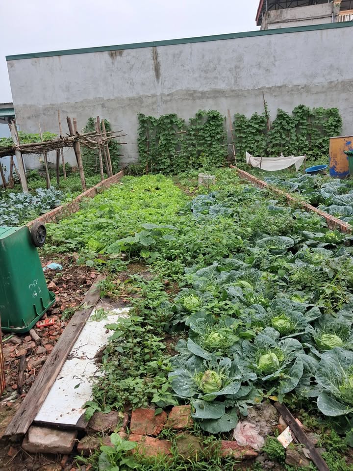 Bán Đất 51m² Phường An Bình, Thuận Thành - Gần KCN, Chợ, Trường Học