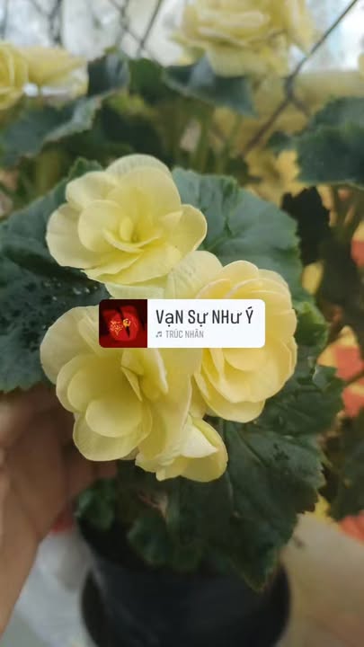 Đất nền Phước Đồng, Nha Trang 90m² - Sổ đỏ chính chủ, đường ô tô!