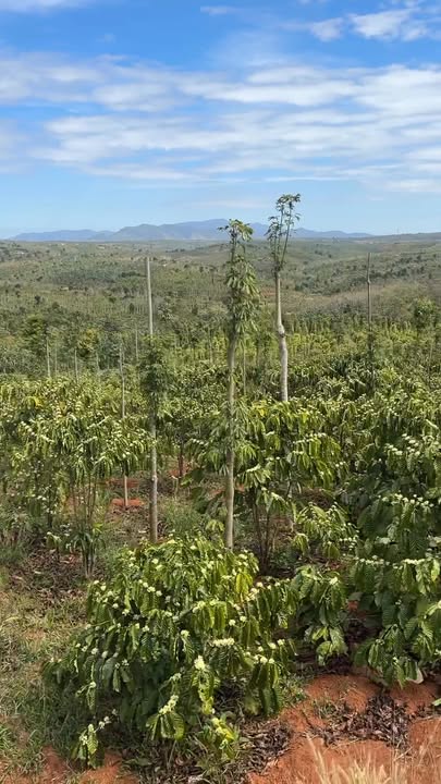 Bán Đất Xã Xuân Trường Đà Lạt 17000m² - Sổ Đỏ Sẵn Sàng