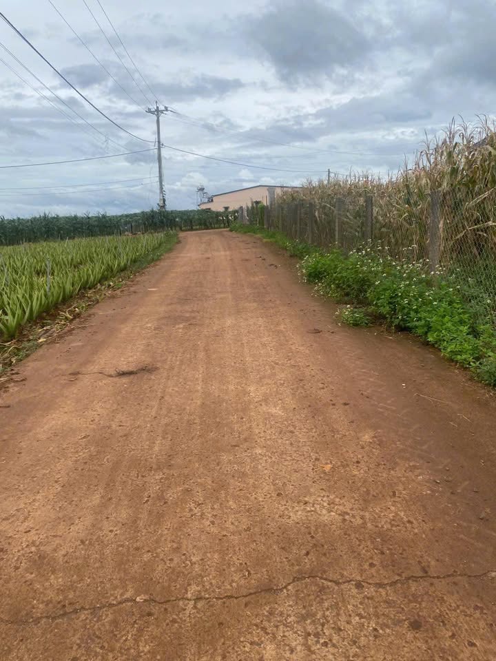 Đất nền Tân Hội, Đức Trọng 10.000m² - Tiềm năng tăng giá cực lớn!