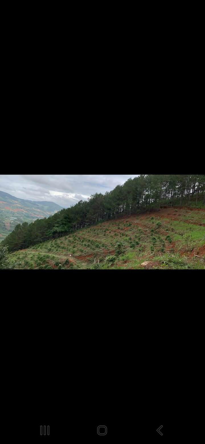 Cho thuê 2ha Đất Cà Phê Thôn 9 Mê Linh, Lâm Hà - 30 Triệu/Năm