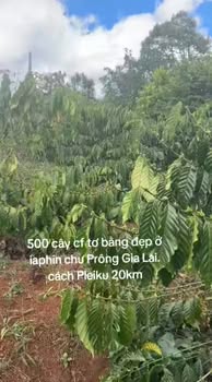 Đất Rẫy Cà Phê Ia Phìn, Chư Prông 1800m² - Giá Đầu Tư Tốt!