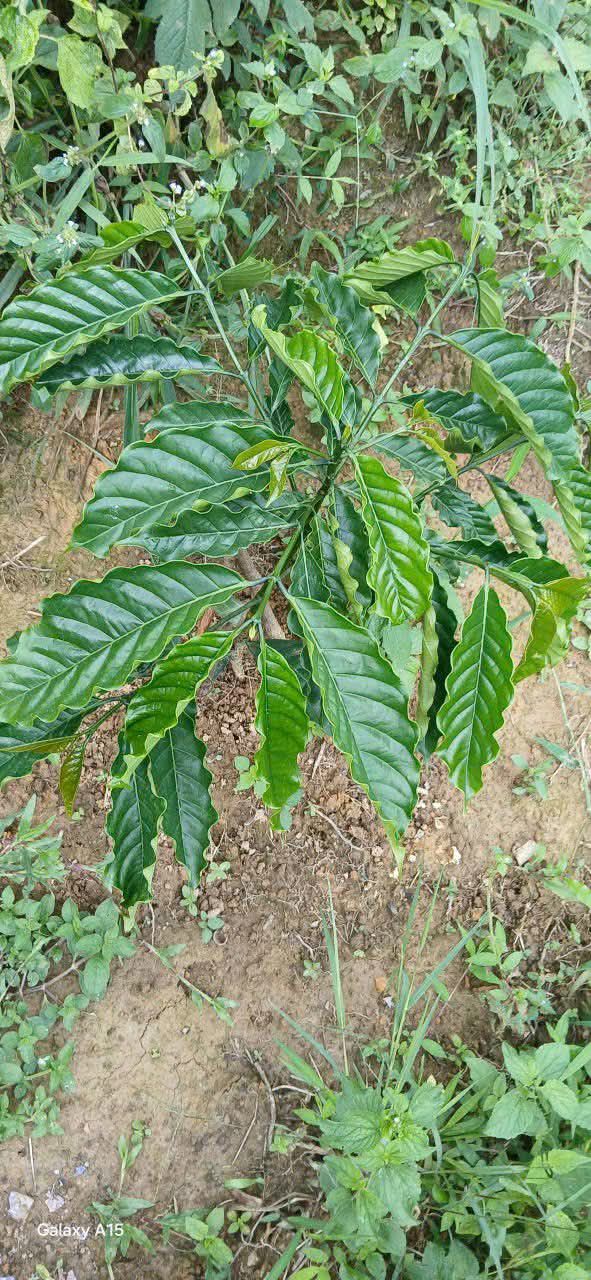 Đất Vườn Lộc Bảo, Bảo Lâm 2520m² - Sổ Đỏ, Mặt Tiền Ô Tô, Giá Đầu Tư 1.75 Tỷ