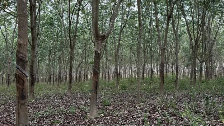 Đất Vườn Chư Sê Gia Lai 2ha - Đầu tư dài hạn, sinh lời bền vững!