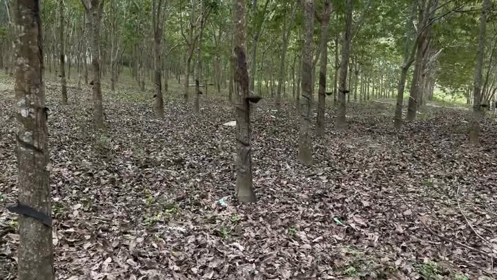 Đất Vườn Ea Păl, Ea Kar 2.5ha – Cơ Hội Đầu Tư Dài Hạn!