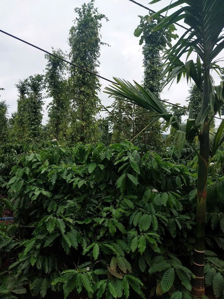 Bán Đất Vườn Cư M'gar 1.3 Hecta Giá 4.55 Tỷ - Nghỉ Dưỡng Lý Tưởng