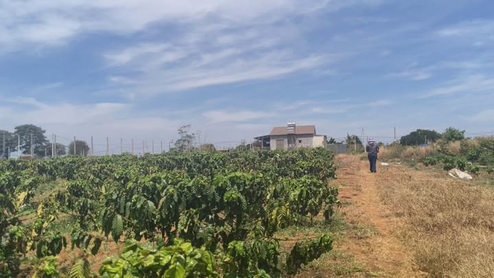 Đất vườn Pleiku 11ha giá 22 tỷ - Tiềm năng đầu tư dài hạn!