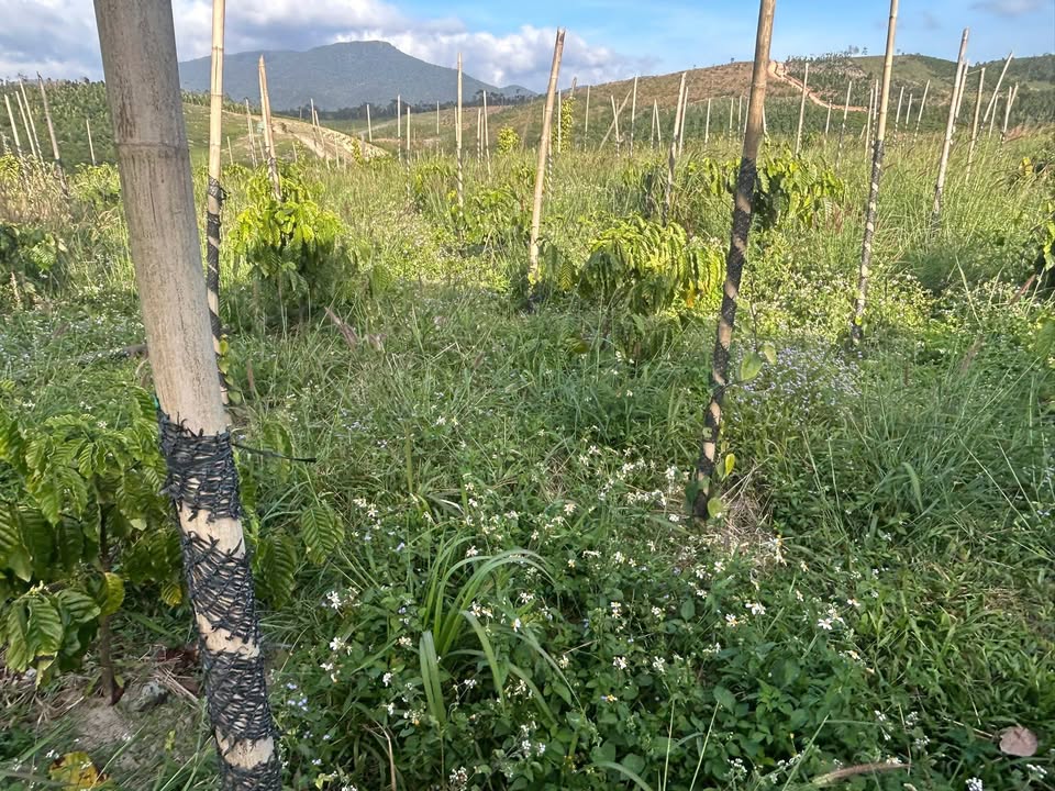 Đất vườn Trường Xuân Đắk Song 2.880m² giá 600 triệu - Đầu tư dài hạn