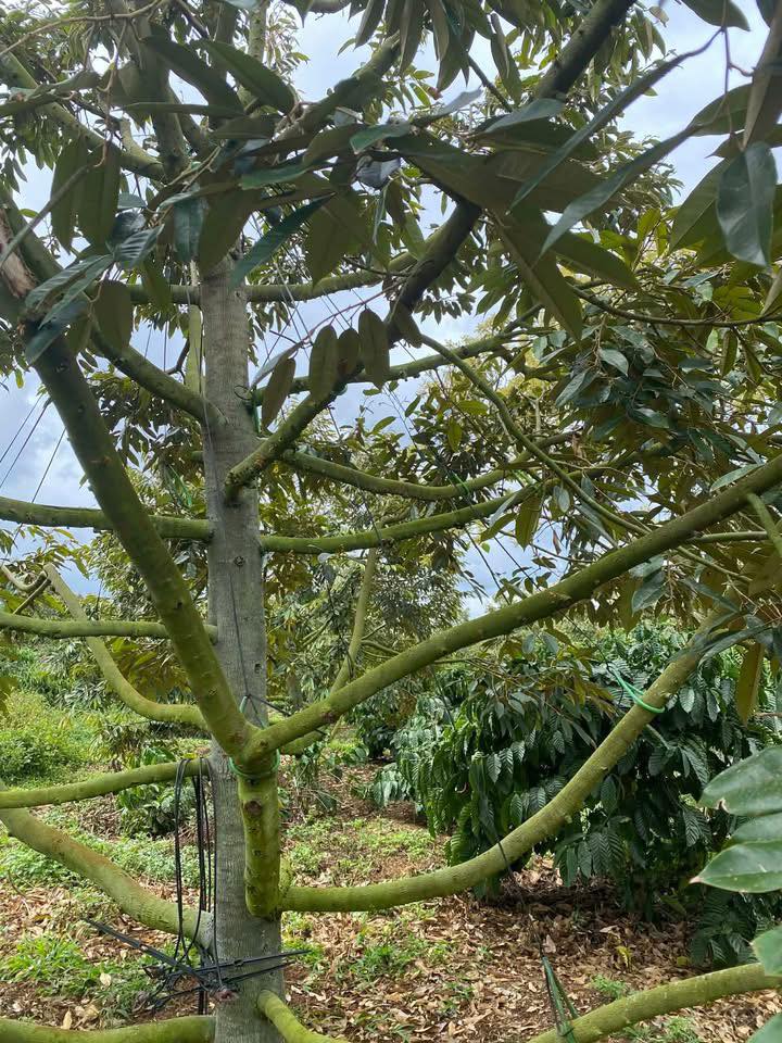 Đất nền 5ha Ea Lê, Ea Súp, Đắk Lắk - Pháp lý rõ ràng