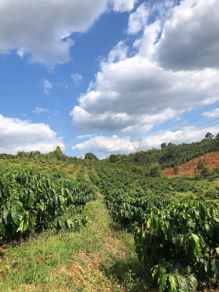 Đất Vườn 24000m² Đinh Trang - Tiềm năng sinh lời đột phá