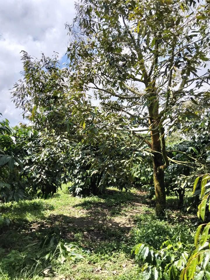 Bán 1.5ha Đất Vườn Sầu Riêng 10 Năm - Xã Đinh Trang Hòa, Di Linh