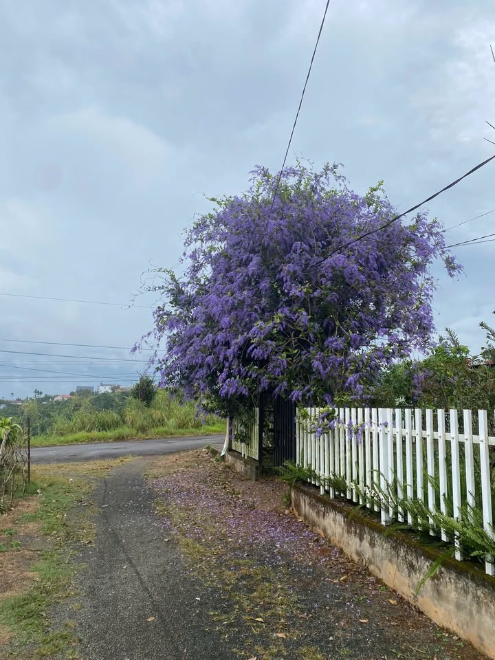 Đất nền Lộc Đức Bảo Lâm từ 600m² giá 750 triệu - View đẹp sổ hồng sẵn!