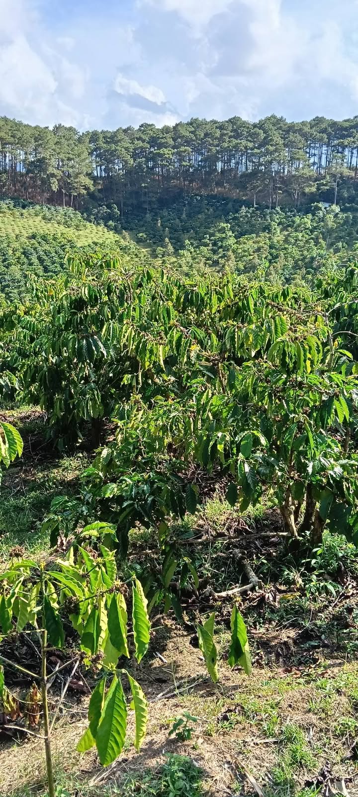 Đất nền 5600m² Di Linh - Vị trí đẹp, ôm 2 mặt đường, giá thỏa thuận