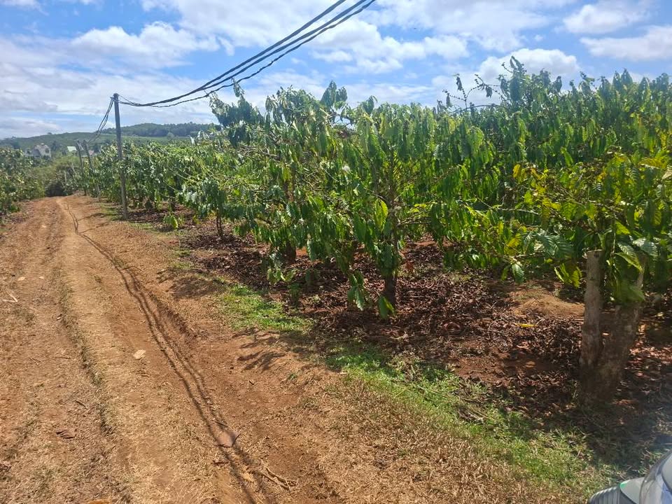 Đất nền Xã Biển Hồ, Pleiku 3600m² - Tiềm năng tăng giá vượt trội!