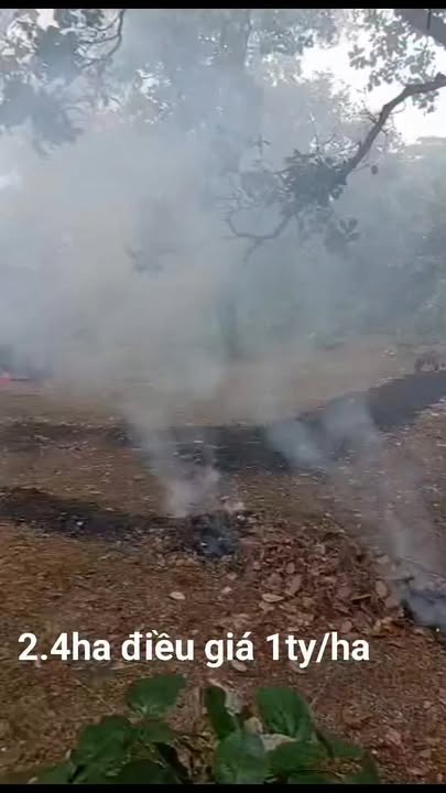 Đất Vườn Phú Riềng 2.4ha giá 2.4 tỷ - Đầu tư dài hạn!