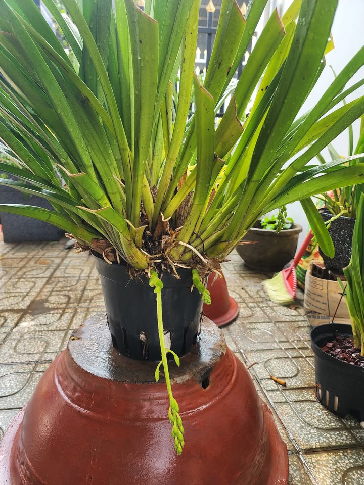 Đất nền Đồng Xoài 800m² - Sổ đỏ chính chủ, ô tô vào tận nơi!