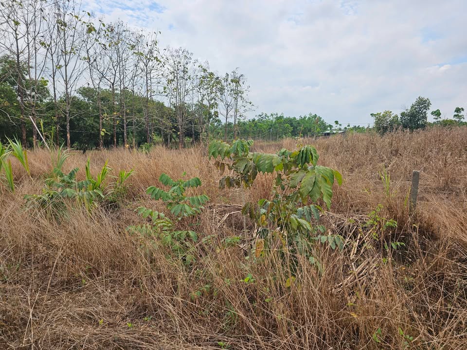 Đất nền Ấp 5 Bù Đốp 1176m² giá 23.94 tỷ - Sổ hồng sẵn, xây dựng tự do!