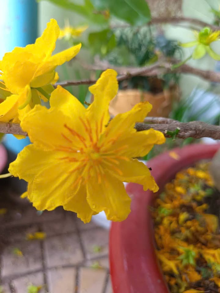 Bán Đất Nền Mặt Tiền Tỉnh Lộ 955A, Châu Đốc - Kinh Doanh Sầm Uất