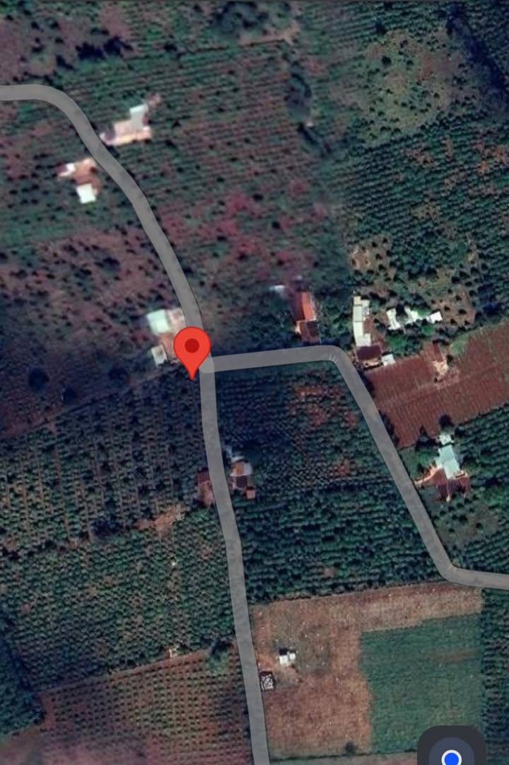 Bán Gấp Farm 4.5ha Ia Hla, Chư Pưh - Vườn Cà Phê, Tiêu, Sầu Riêng, Gỗ Gáo