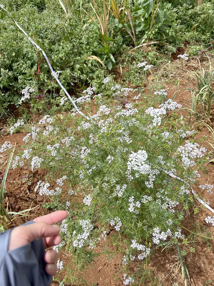 Đất nền Hẻm Nguyễn Bình Pleiku 185m² - Xây dựng tự do!