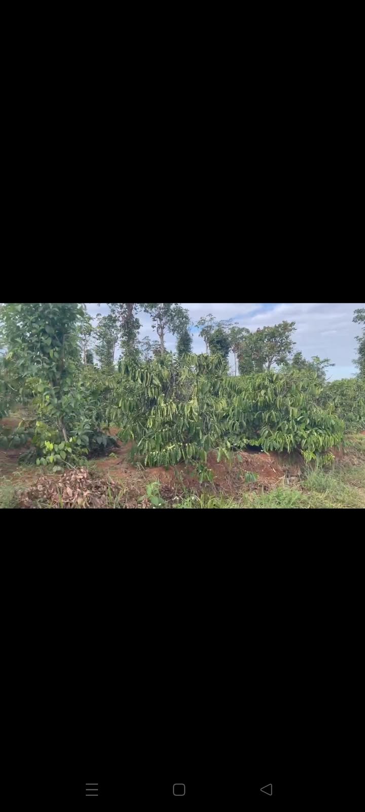 Bán Gấp Đất Vườn 11.000m² Mặt Tiền 60m Đường Cà Tơ, Krông Pắc - Giá 2.8 Tỷ