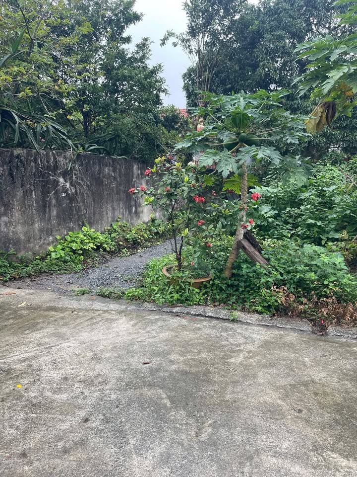 Bán đất Phường Hiến Nam, Hưng Yên 70m² - Cơ hội đầu tư sinh lời