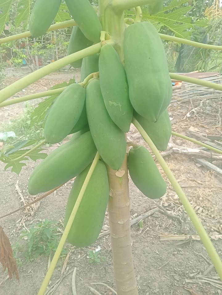 Đất Vàng Góc 2 Mặt Tiền Nguyễn Văn Linh, Hòa Thành - 220m² Kinh Doanh Đỉnh Cao