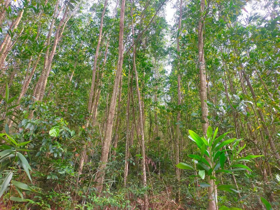 Đất nền Hoài Đức, Hoài Nhơn 5.3 hecta - Sổ hồng chính chủ