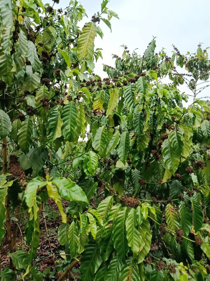 Bán Đất Vườn 17.000m² Xã Lộc Phú, Bảo Lâm - Sổ Đỏ Riêng, Giá 6 Tỷ