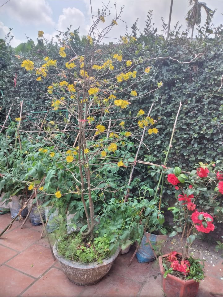 Đất Vườn Vụ Bản 734m² - Đầu tư dài hạn, sinh thái xanh