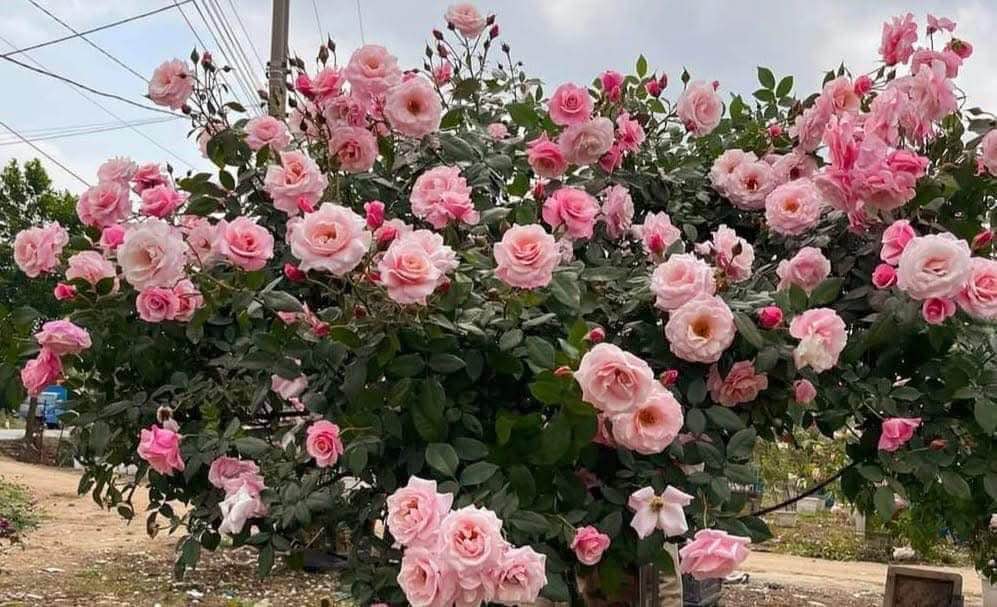 Nhà Phố Tố Hữu, Hà Đông 65m² - Mặt tiền kinh doanh đắc địa!