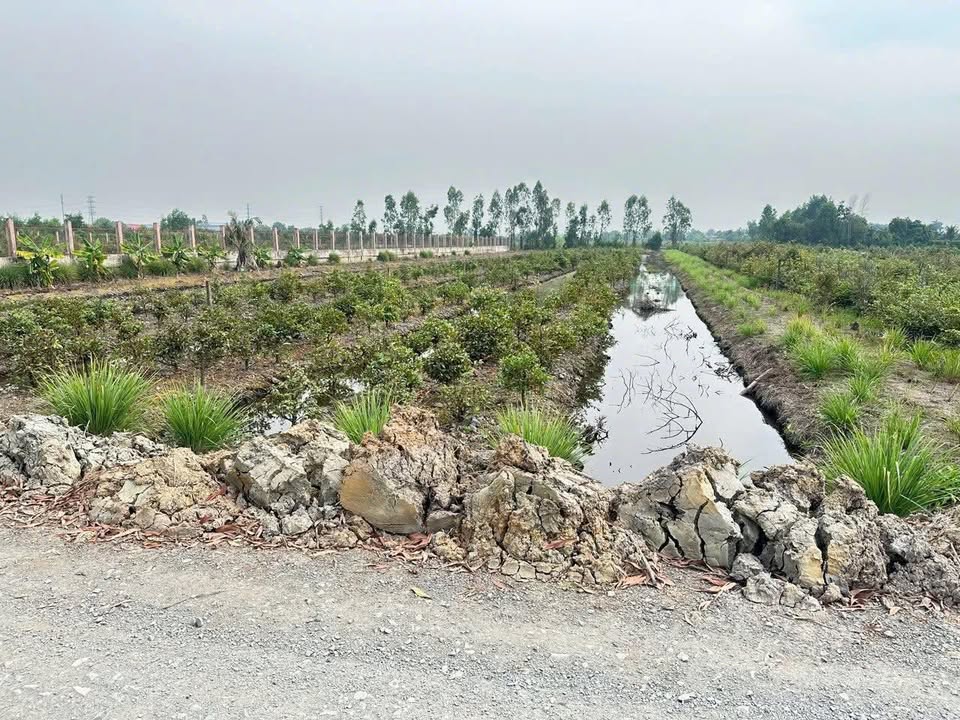 Đất vườn Bình Lợi Bình Chánh 1200m² - Sổ đỏ chính chủ, tiềm năng tăng giá!