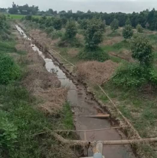 Bán Đất Vườn 50000m² Đồng Tháp - Sầu Riêng Monthong 1 Năm Tuổi