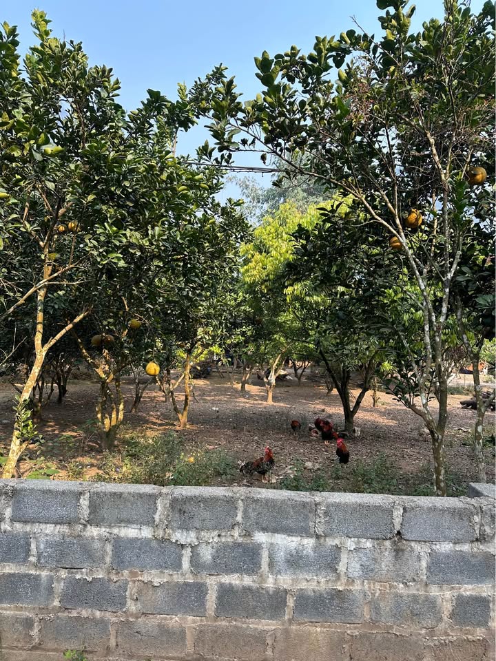 Đất Nền Lương Sơn 500m² - Giá Tốt 900 Triệu, Sổ Đỏ Rõ Ràng