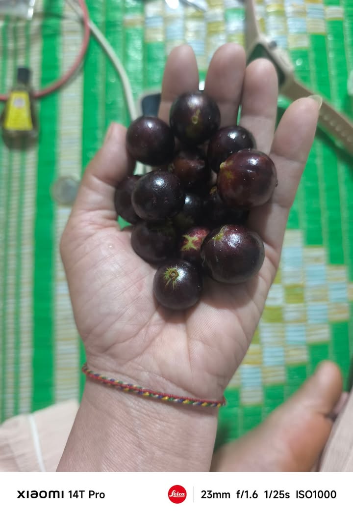 Đất vườn Quảng Tín Đắk R'Lấp 10800m² - Sổ đỏ chính chủ!