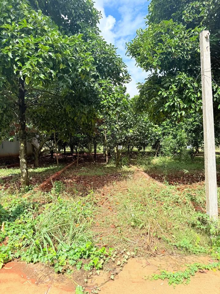 Bán đất Bình Lộc Long Khánh 118m² giá 980 triệu - Sổ đỏ chính chủ