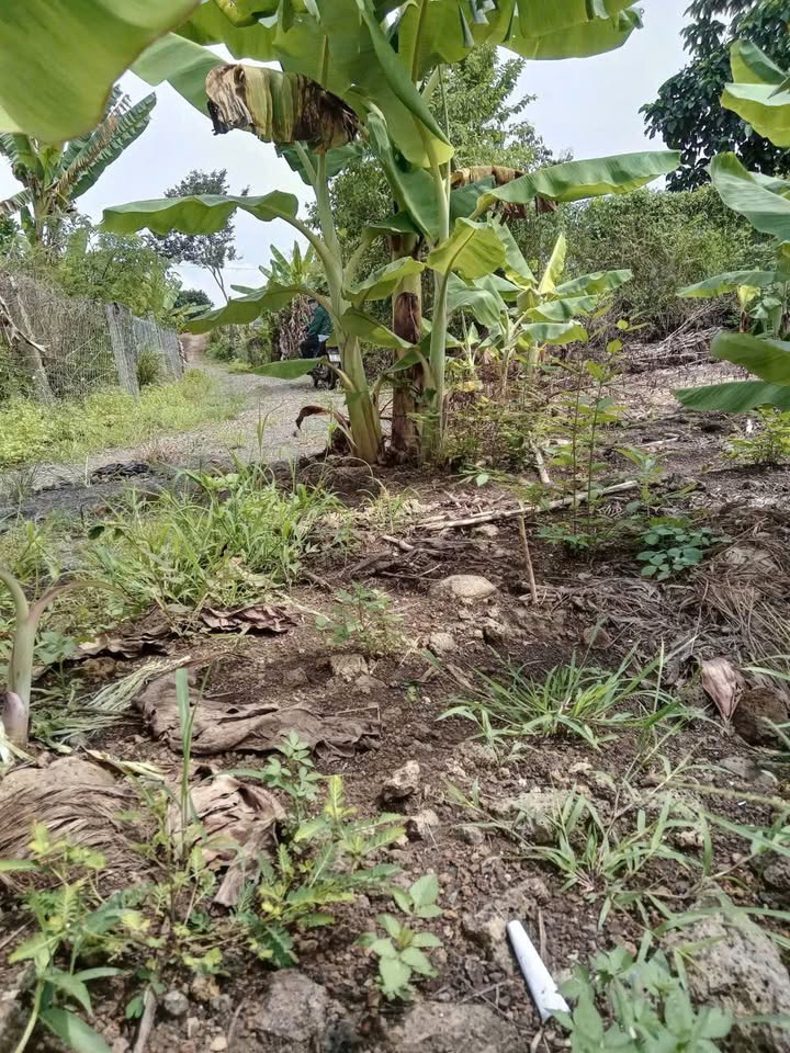 Bán Gấp Đất Vườn 540m² Xã Gia Canh, Định Quán - Giá 1.1 Tỷ