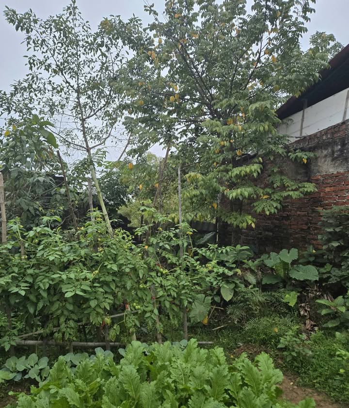 Đất nền Sơn Tây 165m² Trần Hưng Đạo - Sổ đỏ chính chủ, ô tô đỗ cửa!