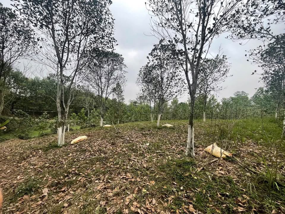 Đất Vườn 6200m² Đồng Hỷ, Thái Nguyên - Sổ Đỏ Rõ Ràng, Giá Đầu Tư 3 Tỷ