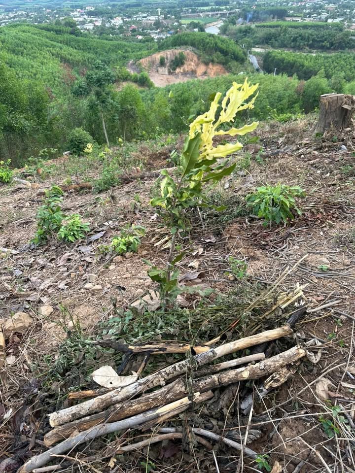 Đất RSX Diên Xuân 17.000m² chỉ 3.5 tỷ - Tiềm năng tăng giá vượt trội!