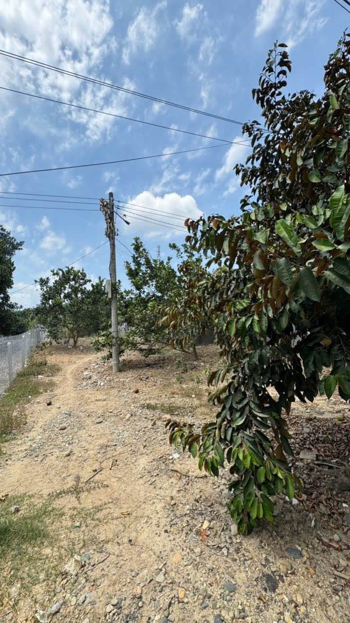 Đất Vườn Bưởi Mặt Tiền TL2 Diên Thọ - 680m² Giá 1.85 Tỷ