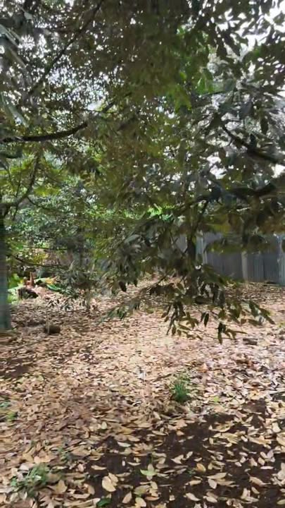 Đất vườn Phú Bình, Tân Phú 11.000m² - Nghỉ dưỡng lý tưởng!