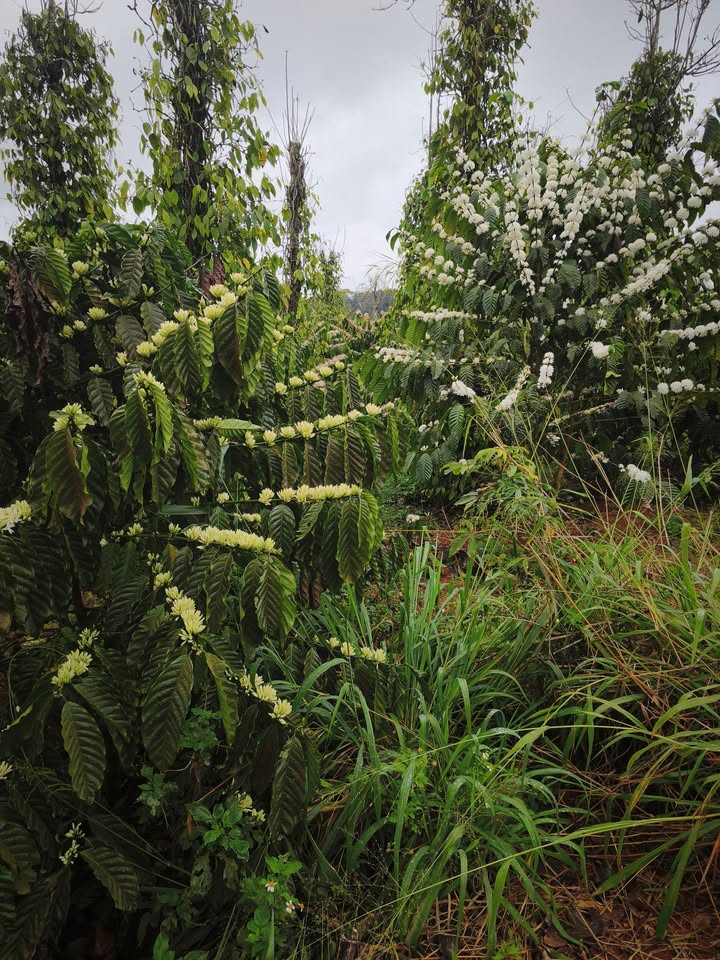 Đất nền 100m² mặt đường xe lớn, sổ đỏ sẵn, xã Thuận Hạnh, Đắk Nông - Giá 2.2 tỷ