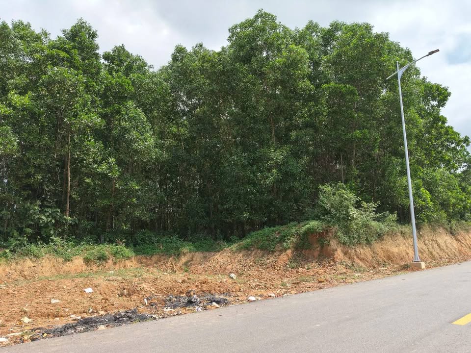 Đất 6000m² MT Đường Lớn Liên Chiểu, Đà Nẵng - Giá 6.5 Tỷ